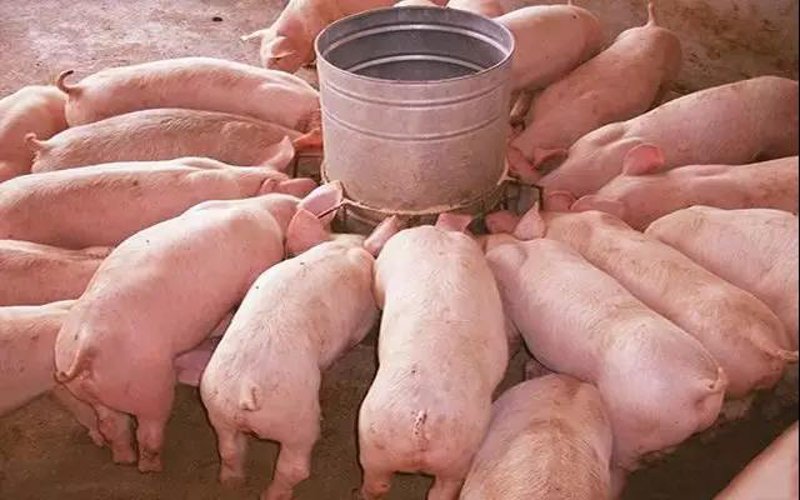 生猪养殖上市公司排名大揭秘：牧原股份为何稳坐头把交椅？