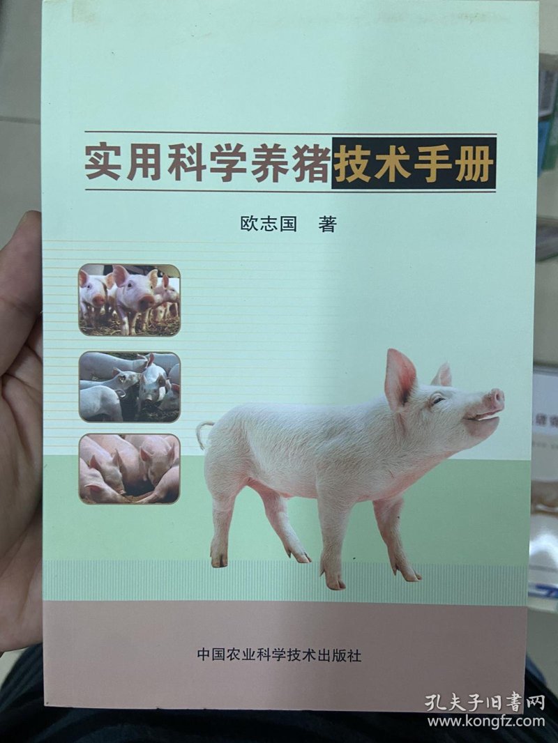 养猪场里的小宝贝——猪苗大赏